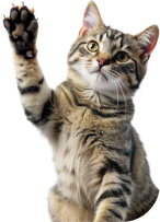 Amparo | Hospital Veterinário 24 horas