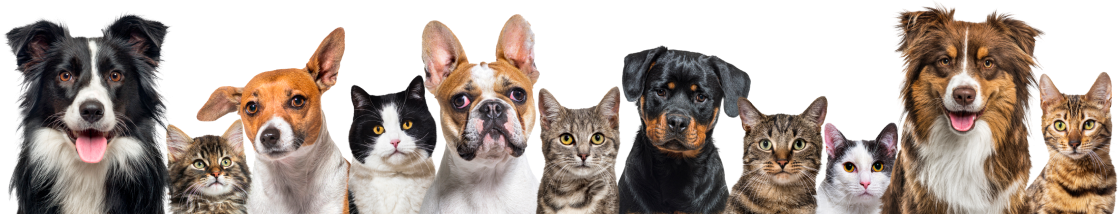 Amparo | Hospital Veterinário 24 horas